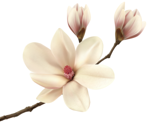 a magnolia flower 